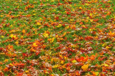 Autumn Landscape Cleanup