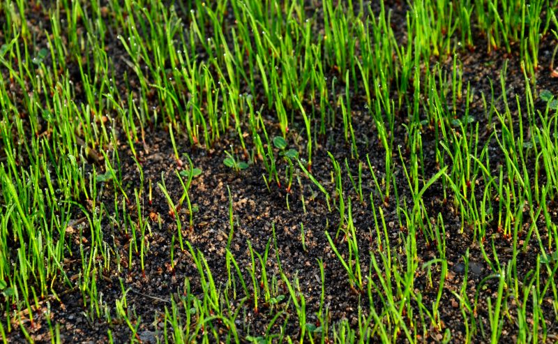 Spring Lawn Fertilizing